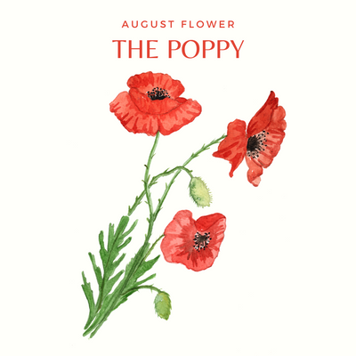 CHARLOTTE AND BURLINGTON'S FLORAL GARDEN : THE POPPY