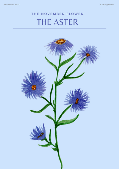 CHARLOTTE AND BURLINGTON'S FLORAL GARDEN : THE ASTER