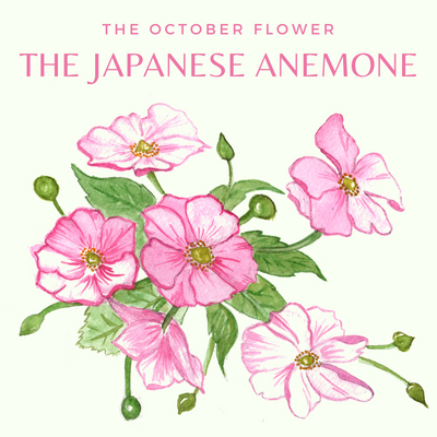 CHARLOTTE AND BURLINGTON'S FLORAL GARDEN : THE JAPANESE ANEMONE