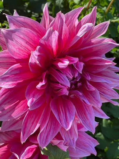 CHARLOTTE AND BURLINGTON'S FLORAL GARDEN : THE DAHLIA